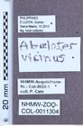 Etikett zu Abelater vicinus ( (Fleutiaux, 1916)